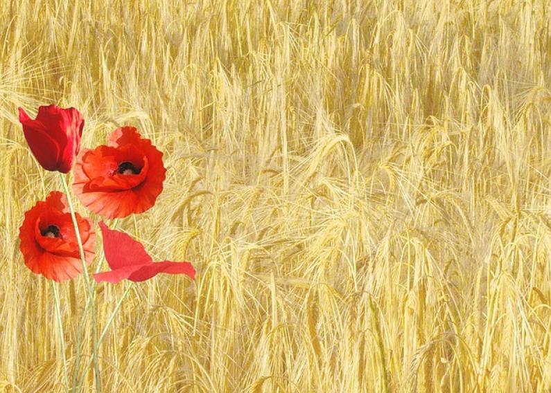 Übersetzer Landwirtschaft